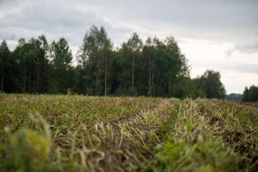 Høstet åker med visne planter og grønne trær i bakgrunnen under overskyet himmel.