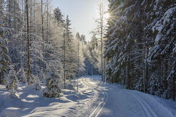 Skispor